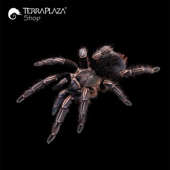 Aphonopelma seemanni madárpók black női póló