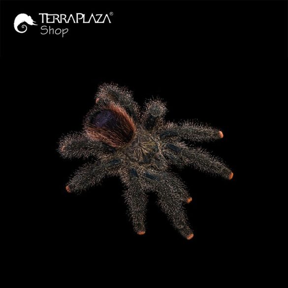 Avicularia sp. madárpók black női póló