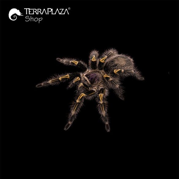 Grammostola pulchripes madárpók black női póló