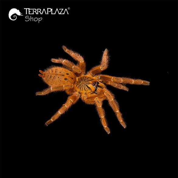 Pterinochilus murinus madárpók black női póló