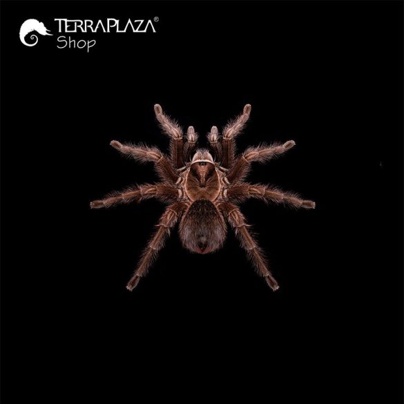 Phormictopus sp. madárpók black női póló