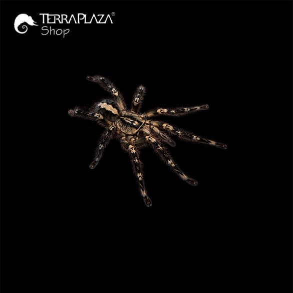 Poecilotheria ornata #2 madárpók black női póló