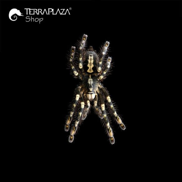 Poecilotheria subfusca madárpók black női póló