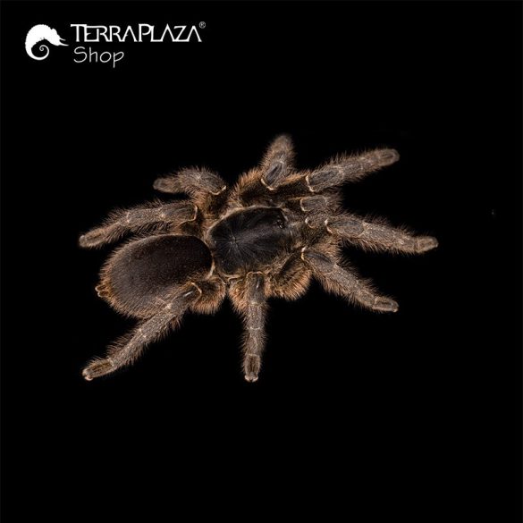 Hysterocrates gigas madárpók black férfi póló