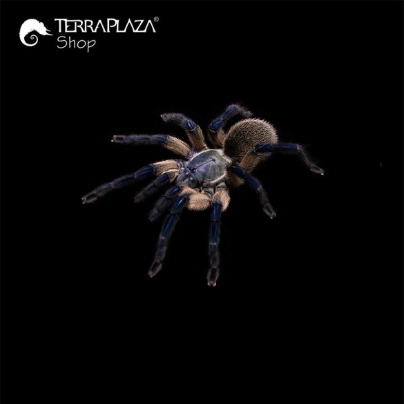 Monocentropus balfouri madárpók black férfi póló