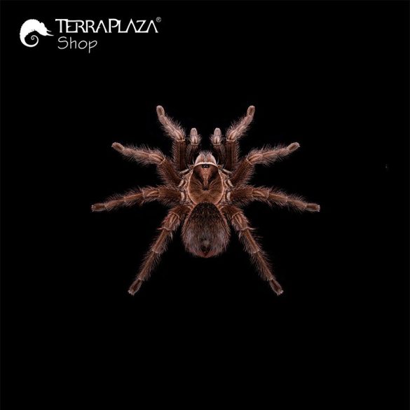 Phormictopus sp. madárpók black férfi póló