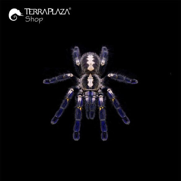 Poecilotheria metallica madárpók black férfi póló