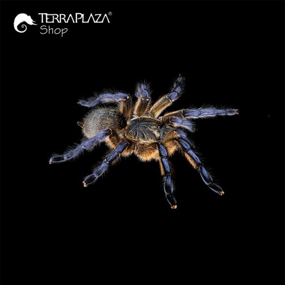 Harpactira pulchripes madárpók black gyermek póló