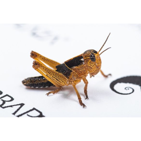 Keleti vándorsáska (Locusta migratoria) kicsi, 1,5-2 cm