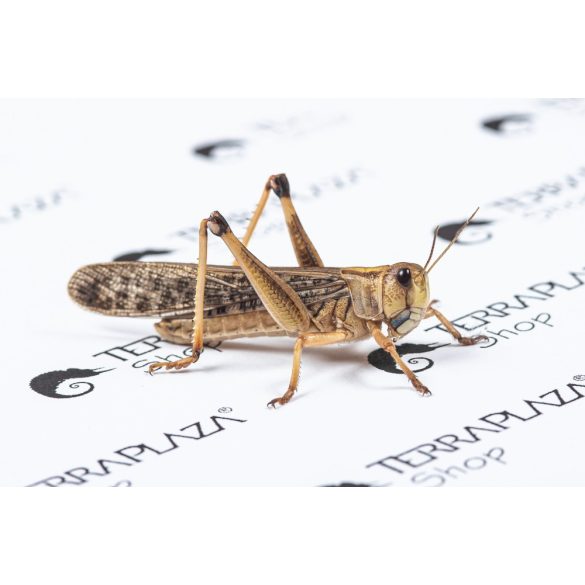 Keleti vándorsáska (Locusta migratoria) nagy, 5-7 cm