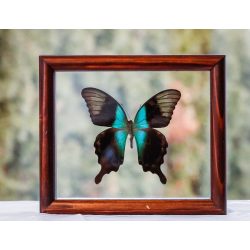 Papilio peranthus kransii pillangó (Sulawesi sziget)