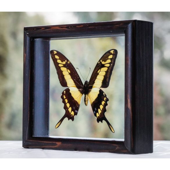 Papilio thoas pillangó (Peru)