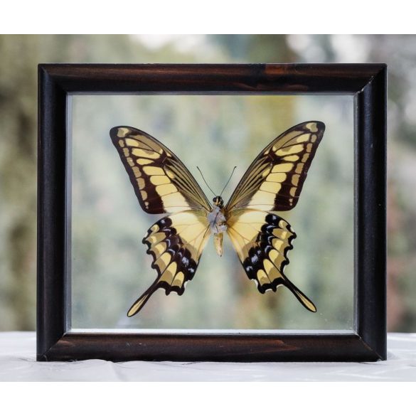 Papilio thoas pillangó (Peru)