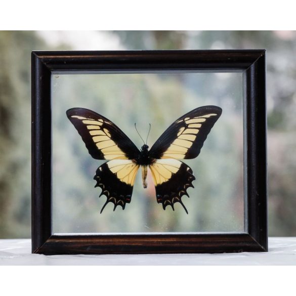 Papilio androgeus pillangó Peruból