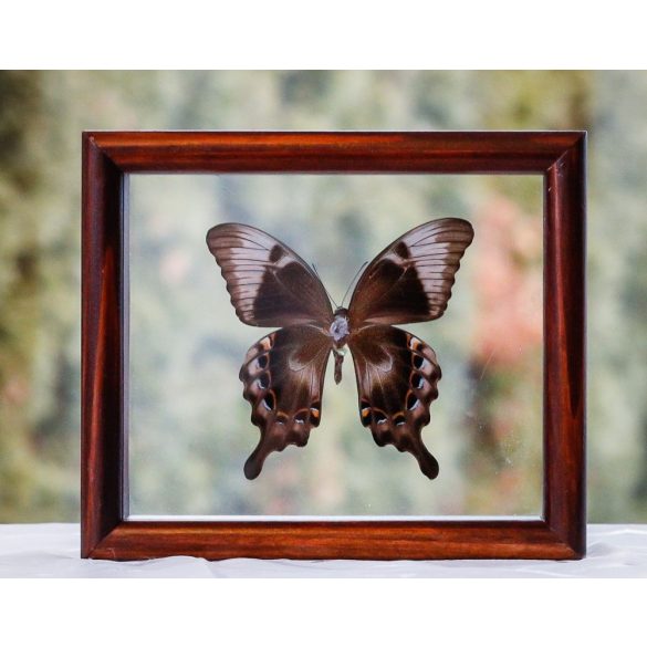 Papilio peranthus transiens pillangó (Indonézia)