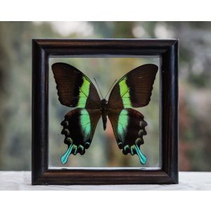 Papilio blumei pillangó (Indonézia)