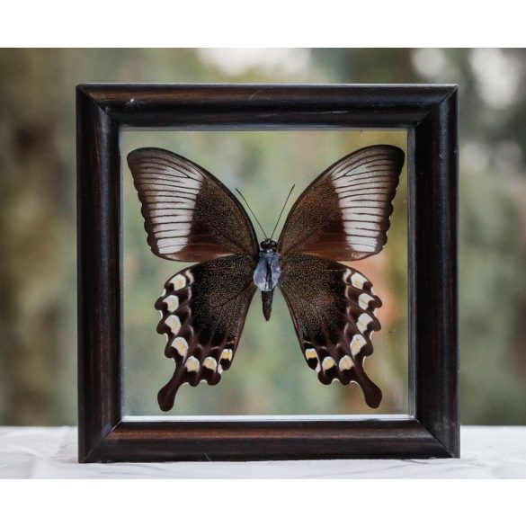 Papilio blumei pillangó (Indonézia)