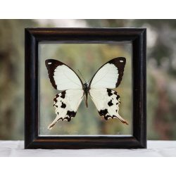 Papilio dardanus pillangó (Indonézia)