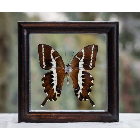 Papilio delalandai pillangó (Madagaszkár)