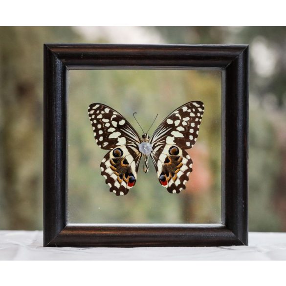 Papilio demoleus Citruspillangó