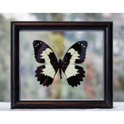 Papilio euchenor pillangó (Pápua)