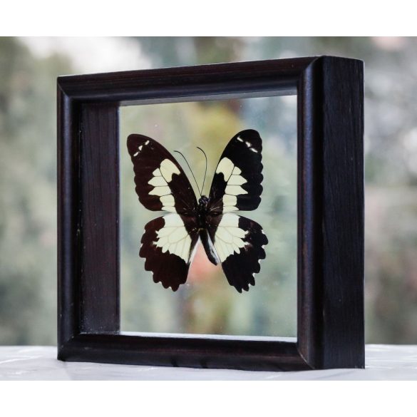 Papilio euchenor pillangó (Pápua)