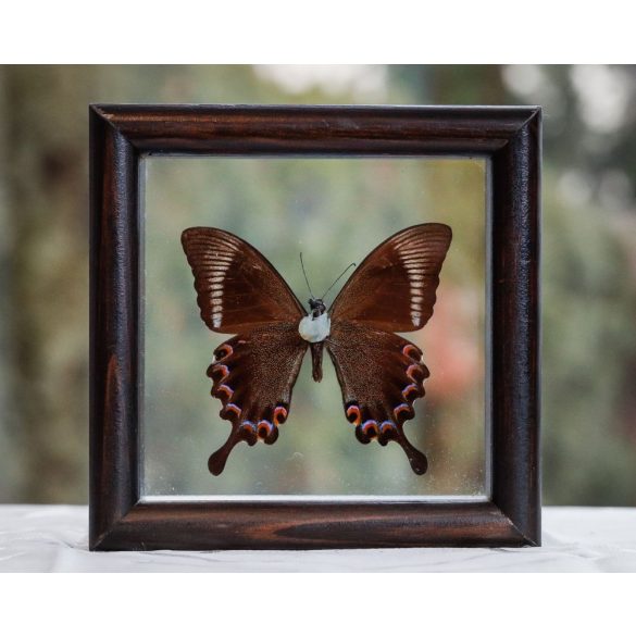 Papilio paris pillangó (Indonézia)