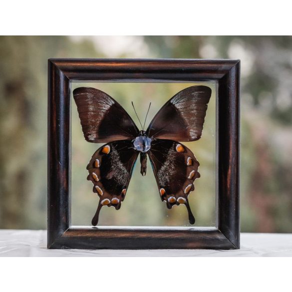 Papilio ulysses pillangó (Indonézia)
