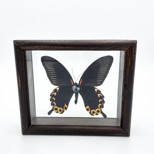 Papilio deiphobus pillangó (Indonézia)