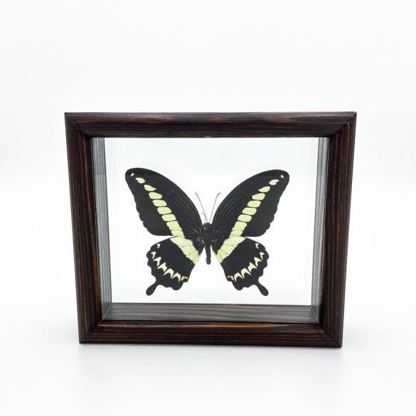 Papilio gigon pillangó (Indonézia)