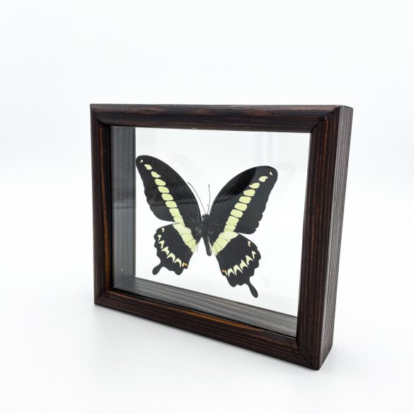 Papilio gigon pillangó (Indonézia)