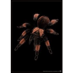 Brachypelma emilia plakát