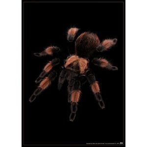 Brachypelma emilia plakát