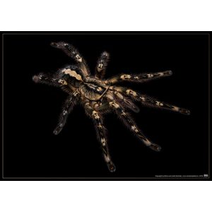 Poecilotheria ornata plakát