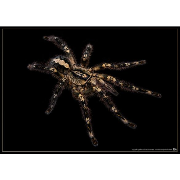 Poecilotheria ornata plakát