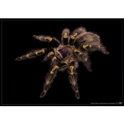 Grammostola pulchripes plakát