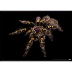 Grammostola pulchripes plakát