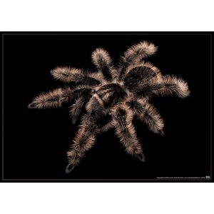 Brachypelma albopilosum plakát