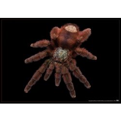 Avicularia versicolor plakát